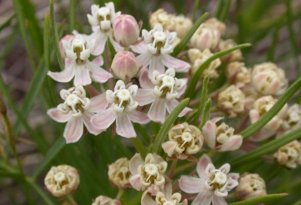 37 Types Of Milkweed With Pictures And Identification Plains Milkweed Asclepias Pumila 600x410
