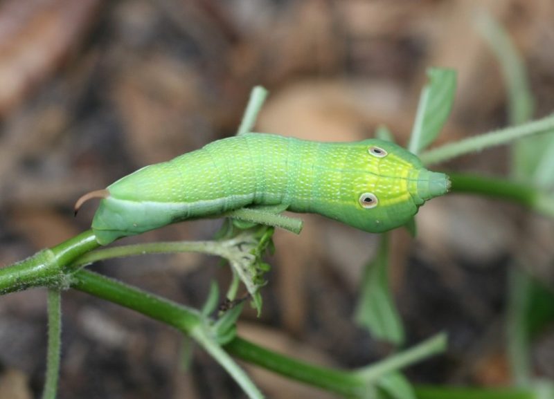 Caterpillars That Look Like Snakes