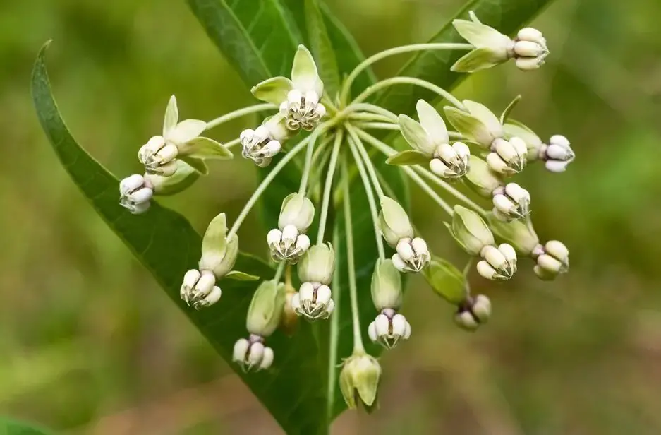 37 Types Of Milkweed With Pictures And Identification Poke Milkweed Asclepias Exaltata
