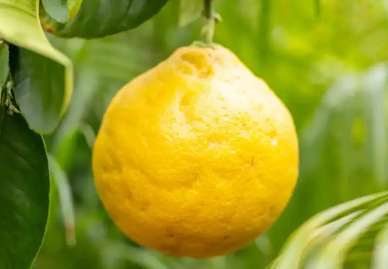 Types of Lemons