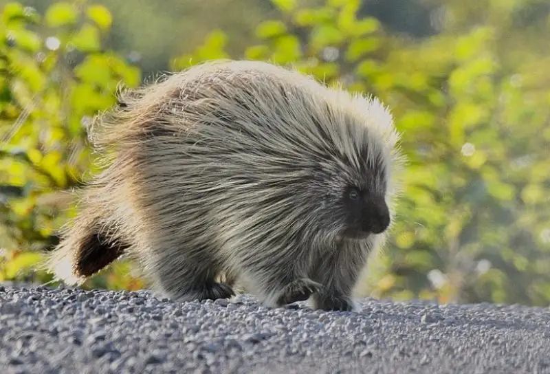 Different Types of Rodents