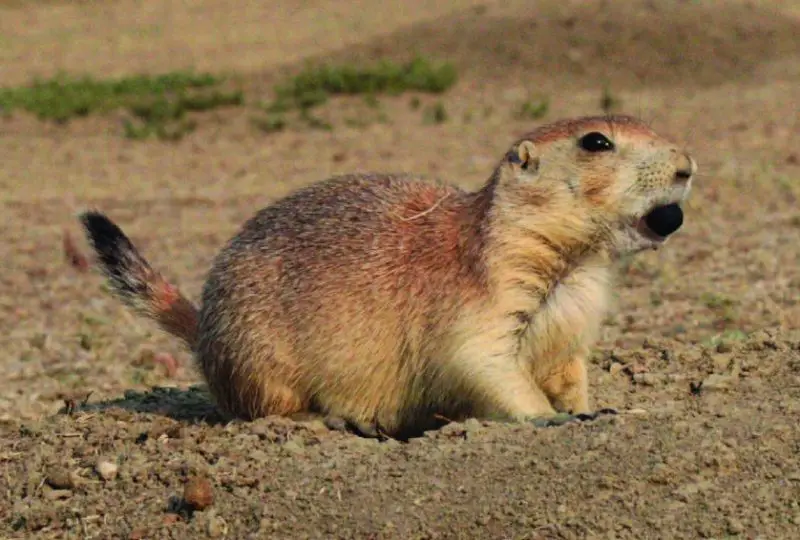 Different Types of Rodents