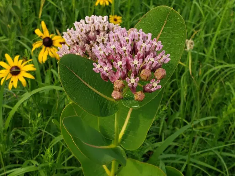 Types of Milkweed