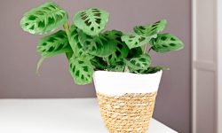 Prayer Plant Care and Growing Guide (Most Detailed)