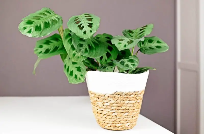 Prayer Plant Care