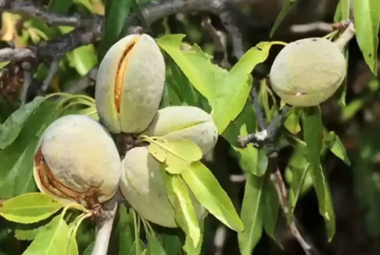 17 Types of Almond Trees (With Pictures and Identification)
