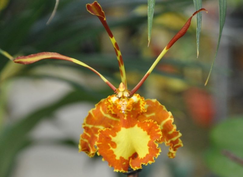 Types of Orchids