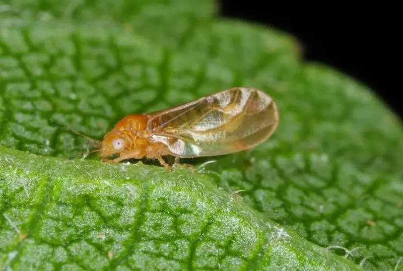 Tiny Orange Bugs