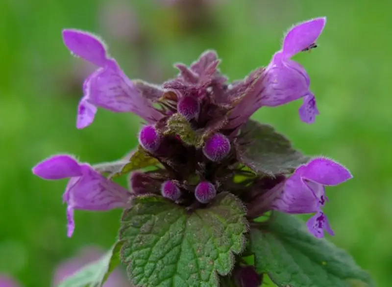 Small Purple Flowers