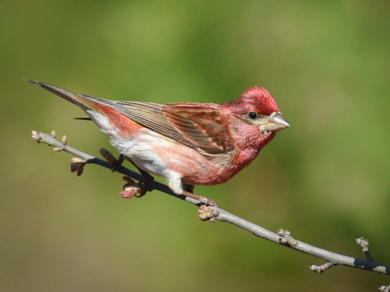 Types of Finches