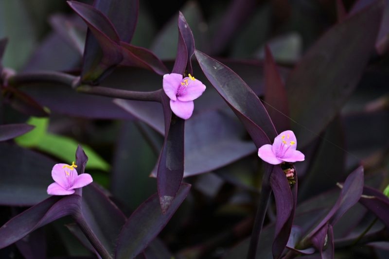 Purple Heart Plant Care