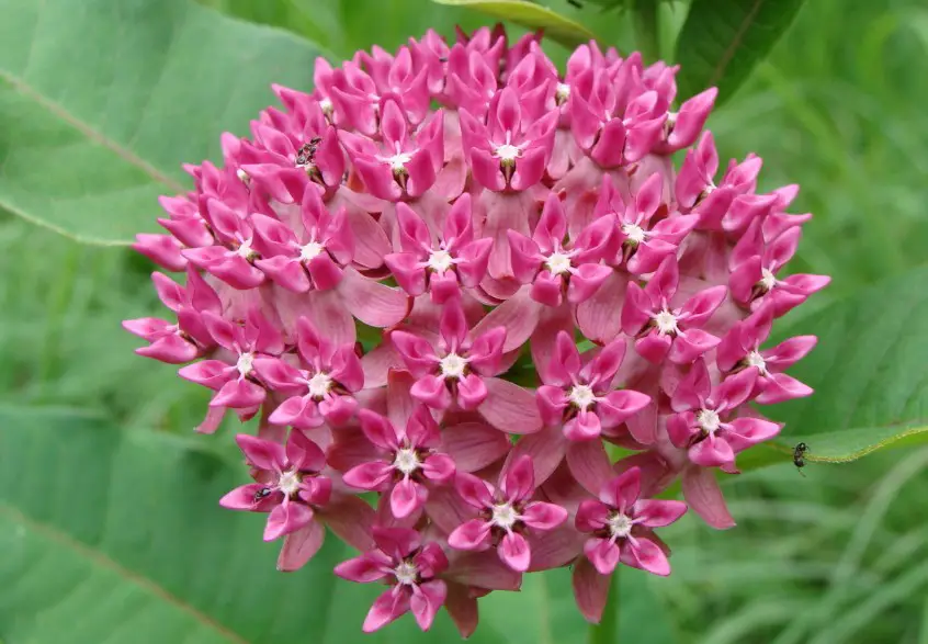37 Types Of Milkweed With Pictures And Identification Purple Milkweed Asclepias Purpurascens