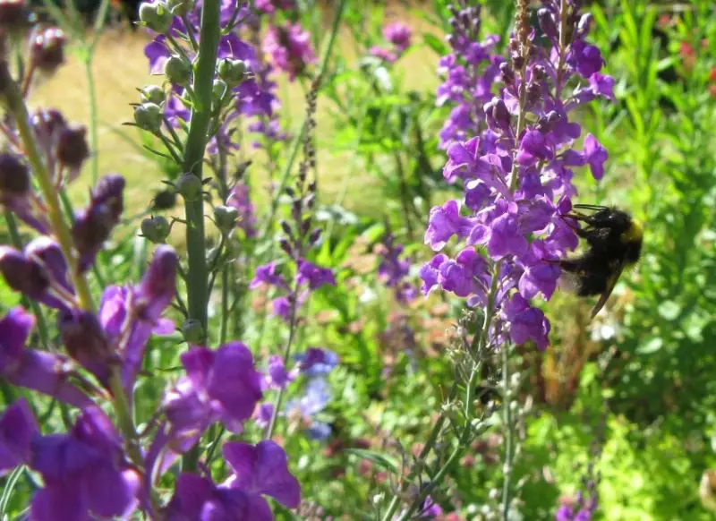 Small Purple Flowers