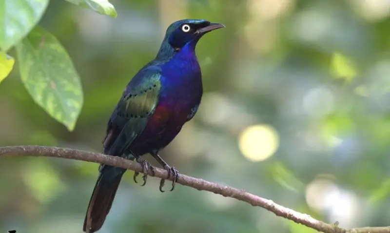 Black Birds With Blue Heads