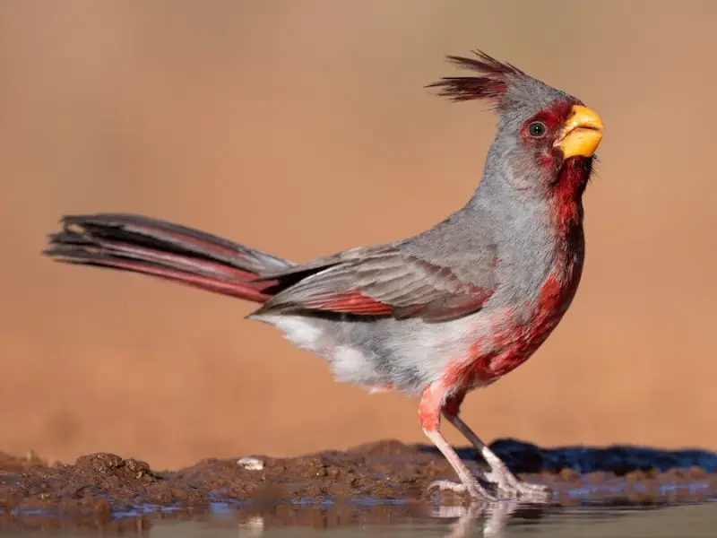 Cardinal Birds