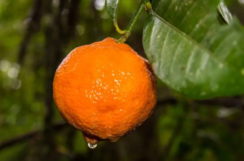 Types of Lemons