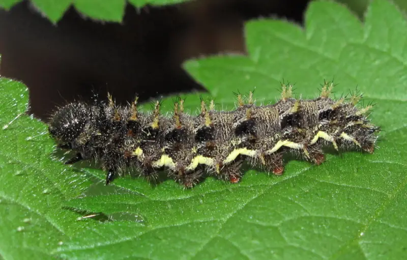 Black caterpillars with spikes