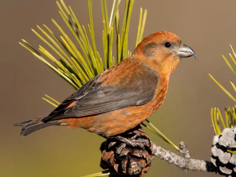 Types of Finches