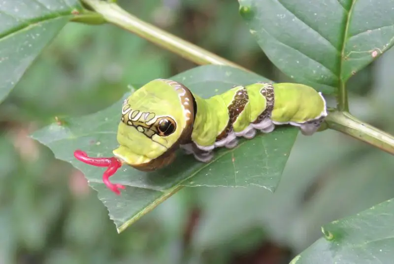 Caterpillars That Look Like Snakes