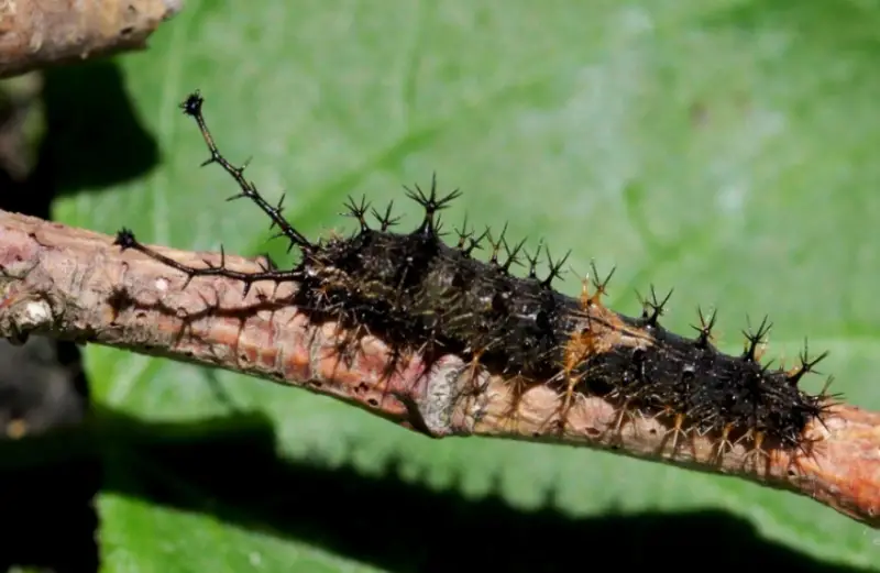 Black caterpillars with spikes