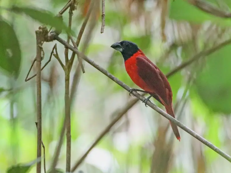 Cardinal Birds