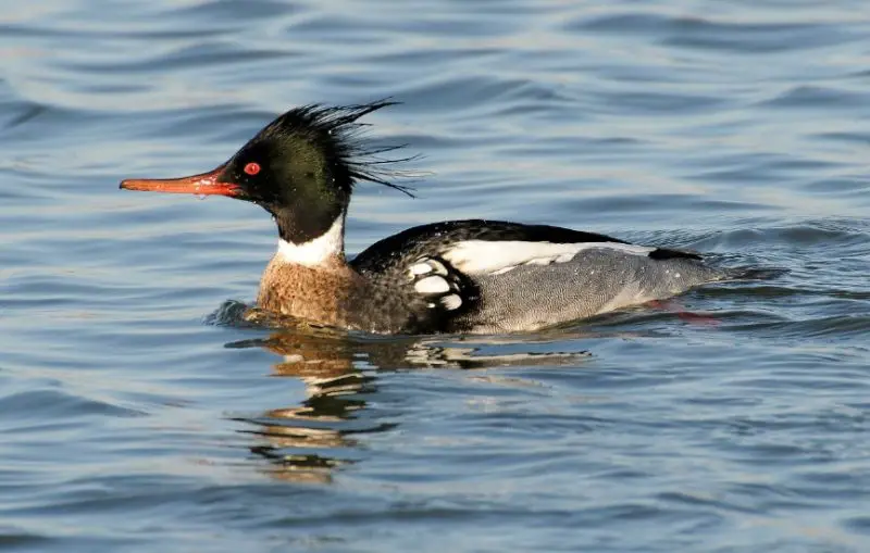 Ducks with Mohawks