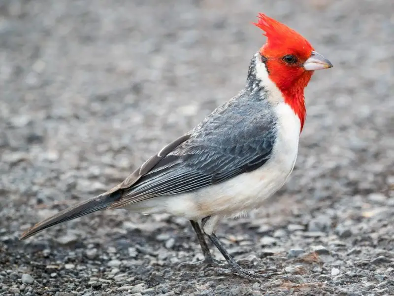 Cardinal Birds