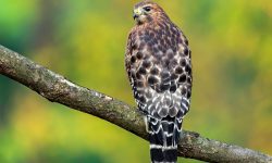 18 Types of Hawks in Florida (With Pictures and Identification)
