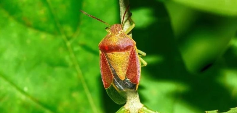 Tiny Orange Bugs