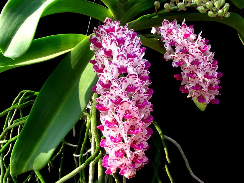 Types of Orchids