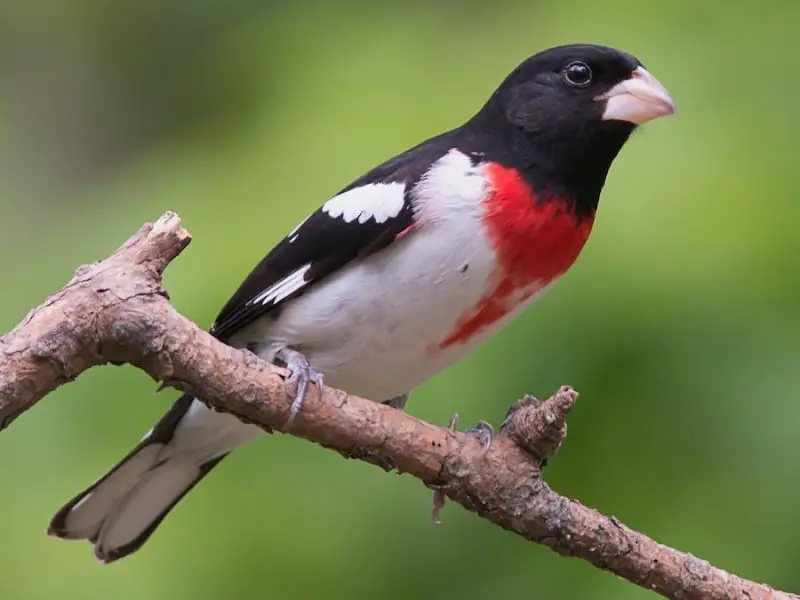 Cardinal Birds