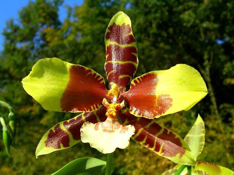 Types of Orchids