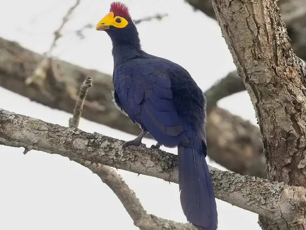 Black Birds With Yellow Beaks