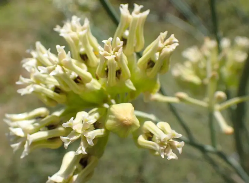 37 Types Of Milkweed With Pictures And Identification Rush Milkweed Asclepias Subulata