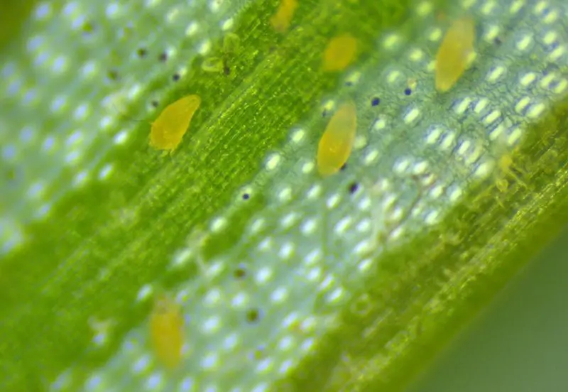 Tiny Orange Bugs