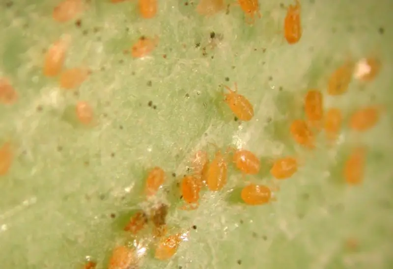 Tiny Orange Bugs