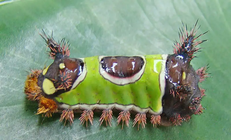 Black caterpillars with spikes