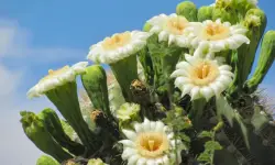 Saguaro Cactus Care and Growing Guide (Most Detailed)