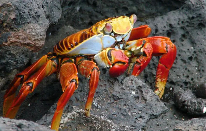 Types of Crabs