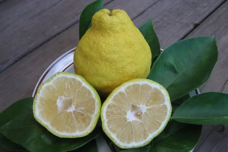 Types of Lemons