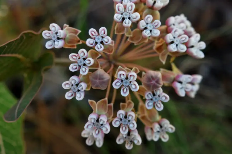 Types of Milkweed