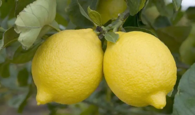 Types of Lemons