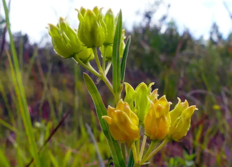 Types of Milkweed