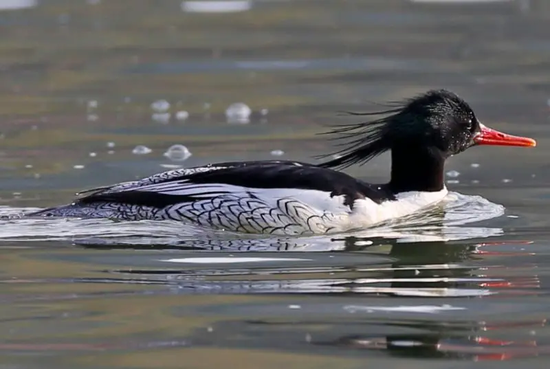 Ducks with Mohawks