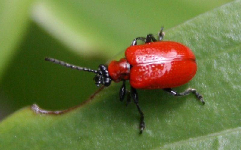 Tiny Orange Bugs