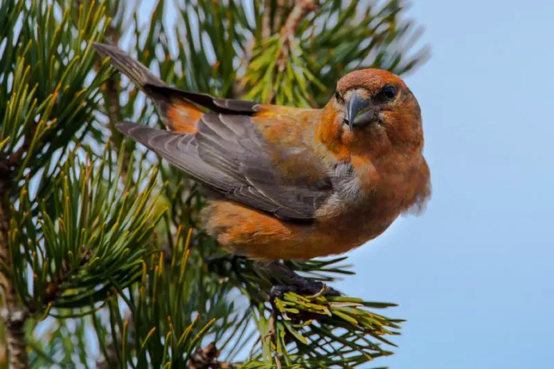 Types of Finches