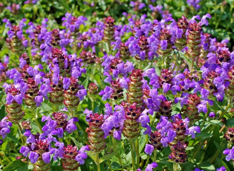 Small Purple Flowers