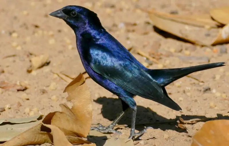 Black Birds With Blue Heads