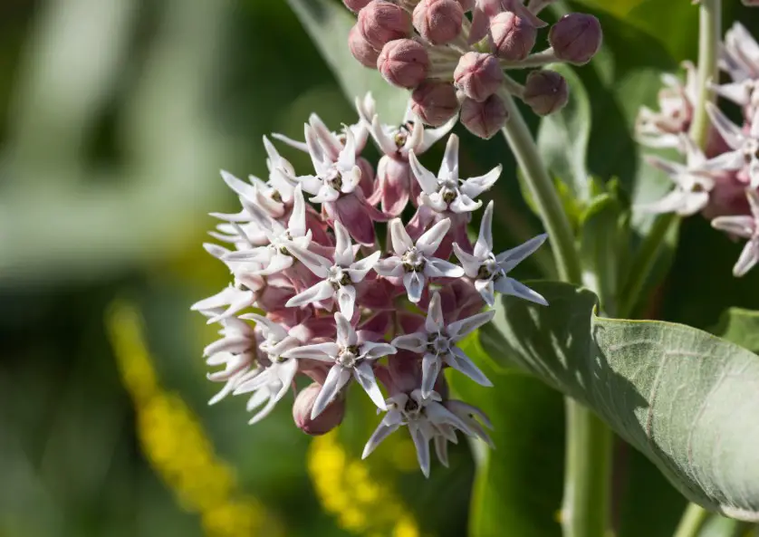 37 Types Of Milkweed With Pictures And Identification Showy Milkweed Asclepias Speciosa