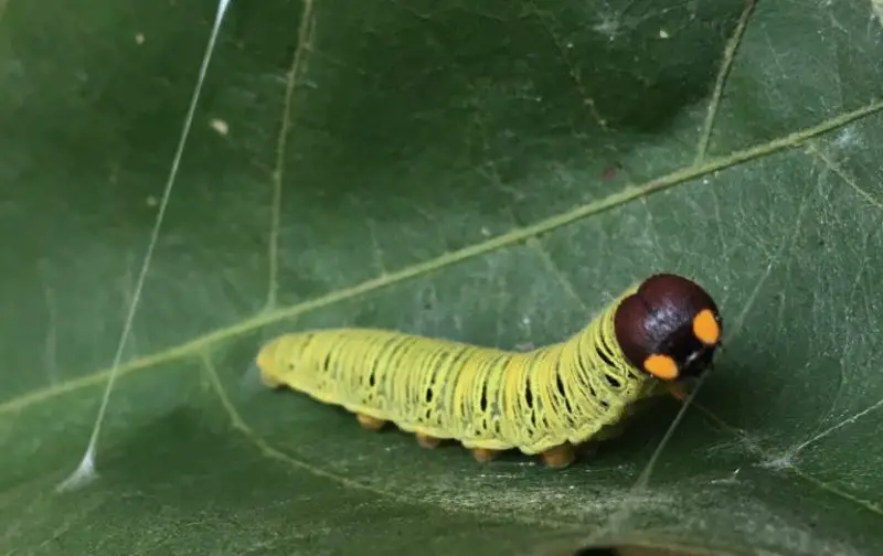 Caterpillars That Look Like Snakes